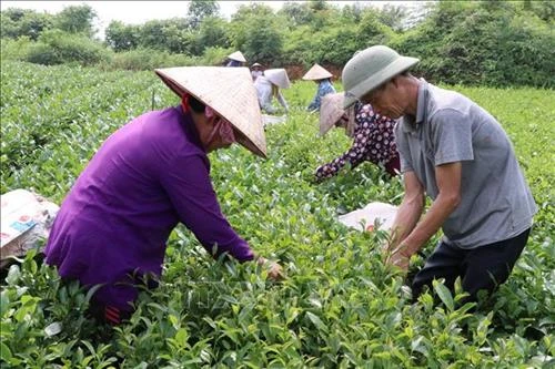Thái Nguyên phát triển cây chè trên vùng đất ATK Định Hóa