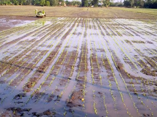 Bình Thuận hướng tới xây dựng cánh đồng mẫu lớn từ vùng lúa chất lượng cao
