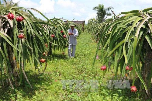 Bình Thuận mở rộng diện tích thanh long theo tiêu chuẩn VietGAP