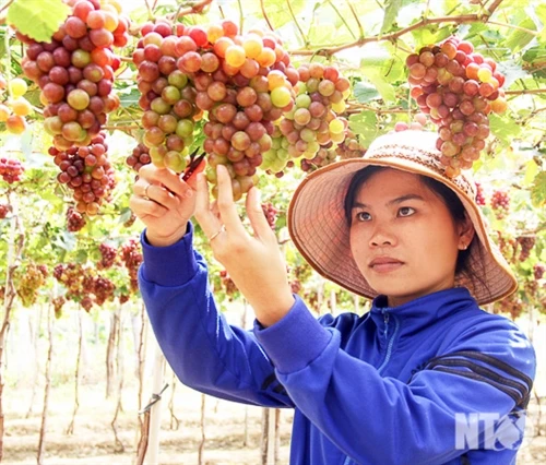 Ngọt ngào nho và vang Ninh Thuận