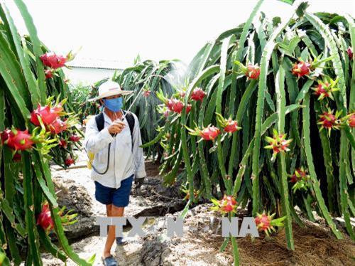 Trừ ốc sên hại thanh long