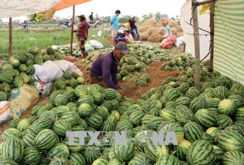Trồng dưa hấu trên đất lúa lãi hơn 150 triệu đồng/ha ở Đồng Tháp