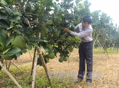 Anh Nguyễn Xuân Thái đi tiên phong xóa đồi trọc để phát triển kinh tế