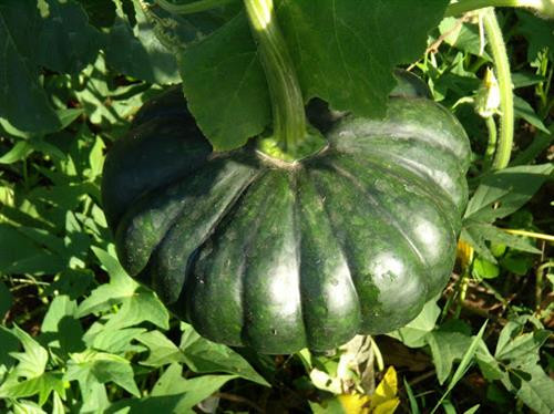Kỹ thuật trồng và bón phân cho cây bí ngô