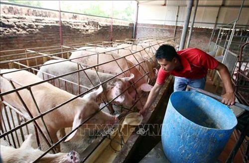 Thứ trưởng Phùng Đức Tiến: Sẽ có sản phẩm tái đàn trong tháng 1/2020