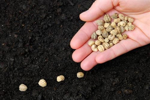 Kỹ thuật trồng rau sạch trong chậu xốp tại nhà đơn giản