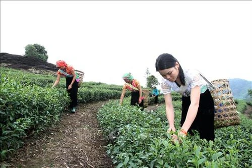 Nguy cơ mất thương hiệu vùng chè chất lượng cao ở Lai Châu