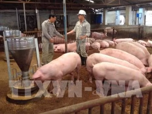 Hiệu quả mô hình chăn nuôi hữu cơ theo công nghệ vi sinh