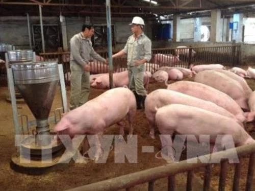 Hiệu quả mô hình chăn nuôi hữu cơ theo công nghệ vi sinh