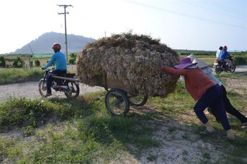 Tỏi - “Vàng trắng” trên đảo Lý Sơn