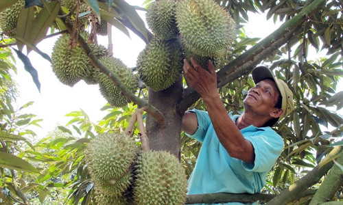 Hà Lâm - Vùng đất sầu riêng