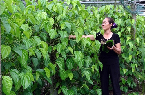 Nghệ An: Hướng đi mới cho lá trầu không