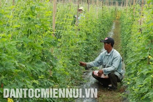 Tánh Linh thu hút đầu tư vào nông nghiệp