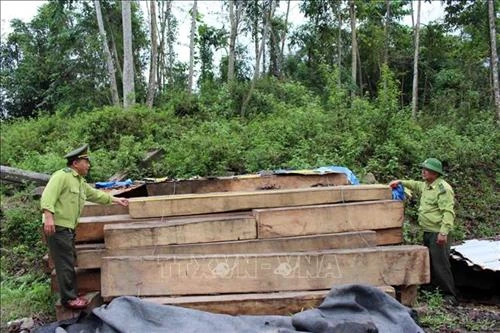 Quảng Nam nâng cao nhận thức của người dân, thực hiện nghiêm chủ trương dừng khai thác gỗ rừng tự nhiên