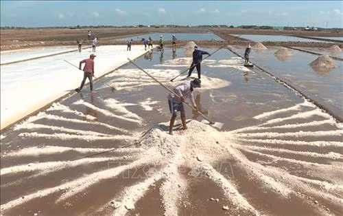 Sóc Trăng: Chương trình OCOP thúc đẩy phong trào khởi nghiệp tại địa phương