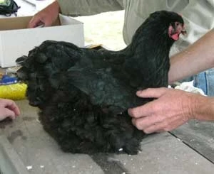 Kỹ thuật nuôi gà ác