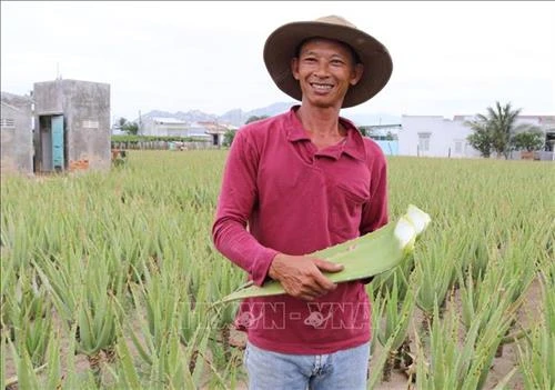 Nông dân Ninh Thuận thay đổi cuộc sống nhờ cây nha đam