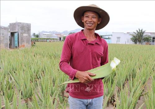 Nông dân Ninh Thuận thay đổi cuộc sống nhờ cây nha đam