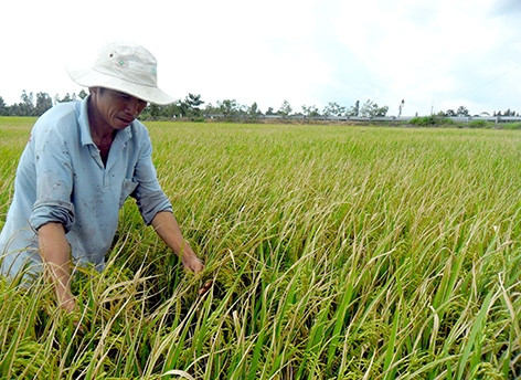 Hậu Giang: Nguy cơ bùng phát bệnh bạc lá trên lúa Thu đông