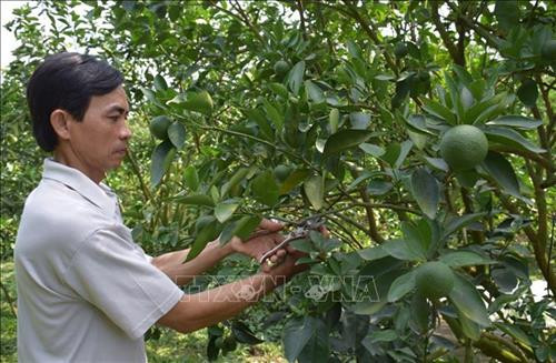 Mô hình “cây cam nhà tôi” cho hiệu quả cao của ông Võ Văn Nang