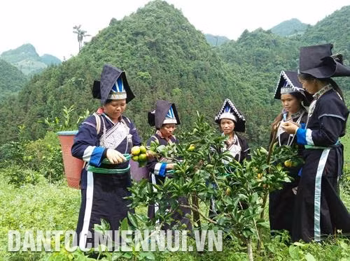 Quýt Mường Khương