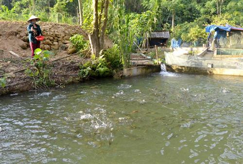 Anh Nguyễn Việt Hòa nuôi cá bỗng và cá anh vũ trên đèo Ái Âu