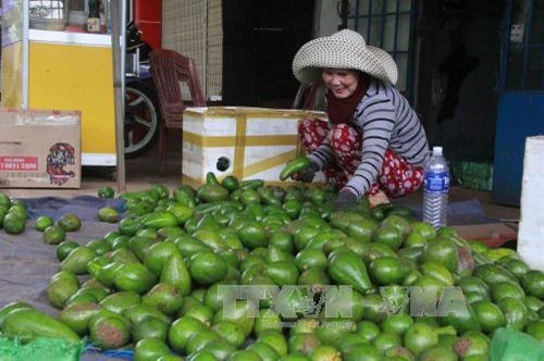 Bơ ở Đắk Lắk trúng mùa được giá