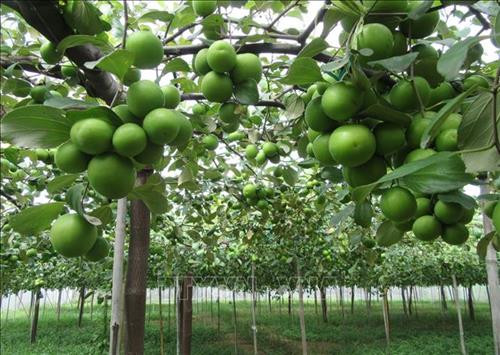 Nhân rộng mô hình trồng táo an toàn trong nhà lưới ở Ninh Thuận
