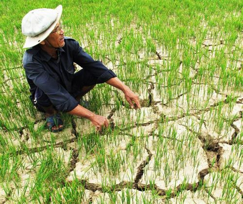 Trà Vinh khuyến khích sử dụng 4 giống lúa thích nghi với đất bị xâm nhập mặn