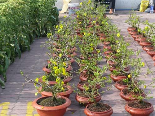 Kỹ thuật trồng và bón phân cho cây mai 