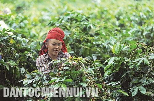 Tìm hướng đi cho cà phê Mường Ảng