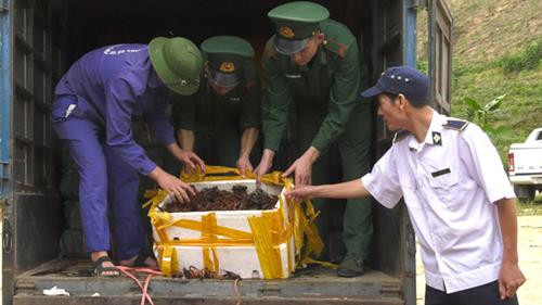 Tăng cường kiểm soát mặt hàng tôm hùm càng đỏ trên thị trường