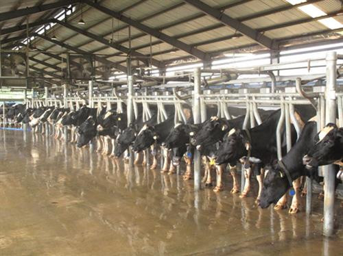 Vinamilk đứng đầu Top 10 công ty uy tín ngành thực phẩm - đồ uống năm 2017