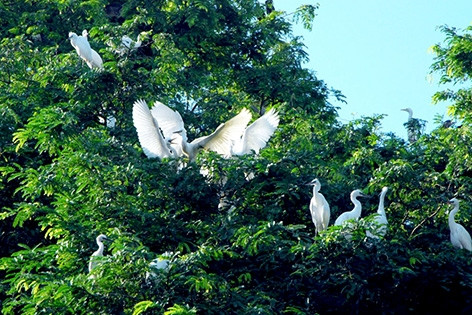 Sân chim Vàm Hồ