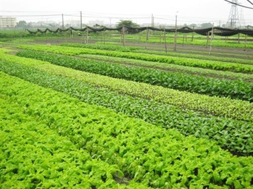 Cần Thơ: Trồng rau non an toàn cho thu nhập cao