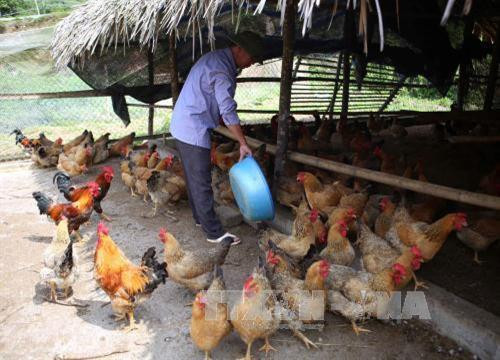 Phê duyệt danh sách các huyện nghèo, thoát nghèo giai đoạn 2018-2020