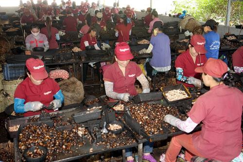 Giải bài toán nguyên liệu cho ngành chế biến xuất khẩu điều