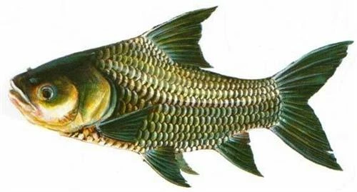 Kỹ thuật sinh sản nhân tạo cho cá hô