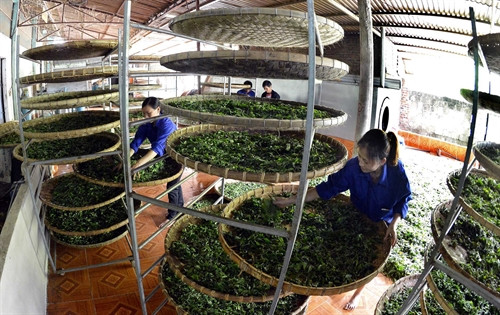 Phát triển thương hiệu chè Phìn Hồ (Hà Giang)