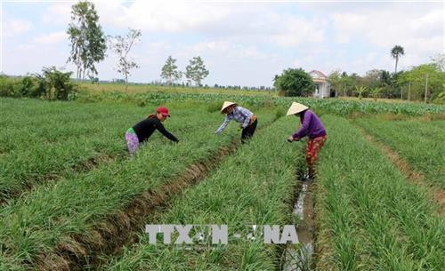 Đổi thay ở các phum, sóc vùng đồng bào dân tộc Khmer ở Sóc Trăng