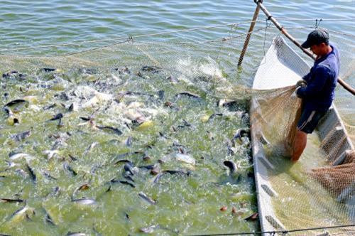 An Giang sẽ có chính sách hỗ trợ doanh nghiệp thuỷ sản ứng dụng công nghệ cao