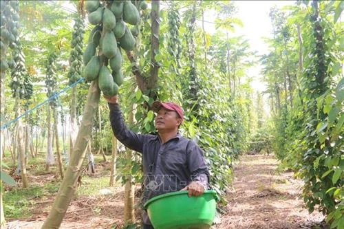 Trồng đu đủ sạch cho thu nhập cao ở huyện Châu Đức