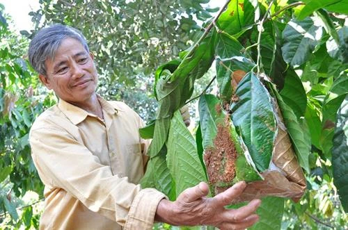 Kiến vàng trừ sâu hại cây ăn quả
