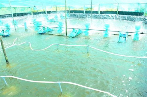 Nuôi tôm ao nổi lót bạt siêu thâm canh đạt lợi nhuận cao ở Trà Vinh