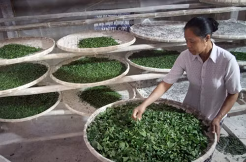 Kỹ thuật nuôi tằm