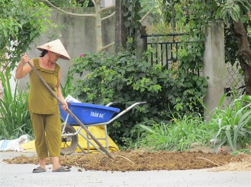 Tăng thu nhập từ phân bò ở Bến Tre