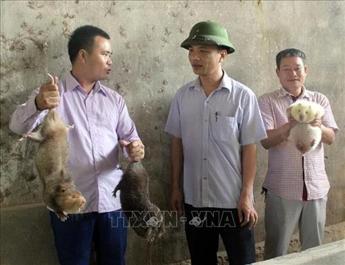 Nuôi con dúi giúp người dân xã Vân Sơn giảm nghèo
