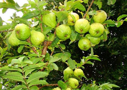 Ông Nguyễn Thanh Xuân làm giàu từ mô hình trang trại trên vùng đất hoang hóa