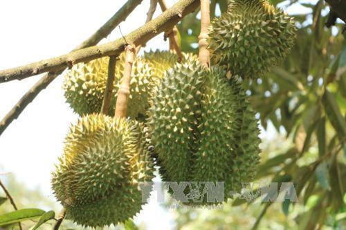 Phát triển vùng chuyên canh cây ăn quả vùng ngập lũ