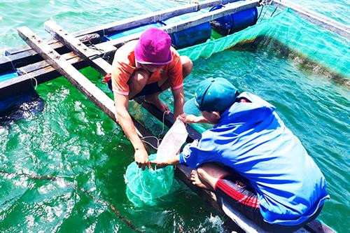 Khánh Hòa sản xuất thành công giống nhân tạo điệp seo và chuyển giao cho người dân​ 